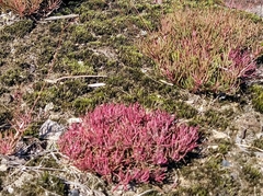 Phemeranthus mengesii