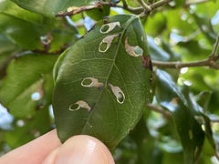 Coptodisca condaliae