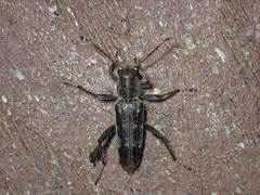 Xylotrechus sagittatus