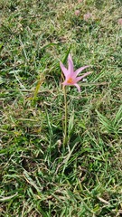 Zephyranthes gracilifolia