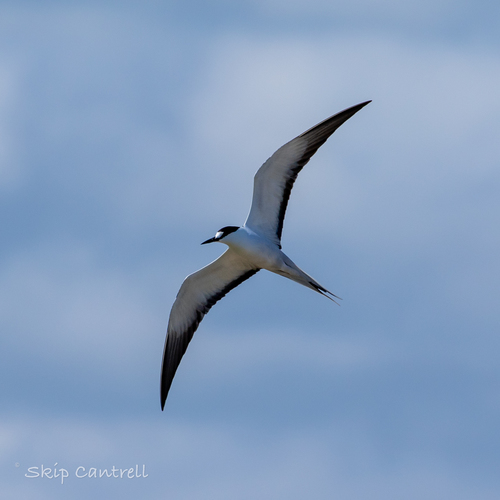 Charrán sombrío (Onychoprion fuscatus)