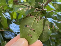 Coptodisca condaliae