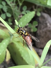 Chrysotoxum triarcuatum