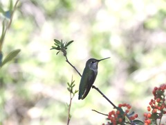 Selasphorus calliope