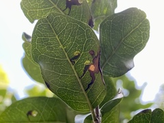 Coptodisca condaliae