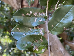 Coptodisca condaliae