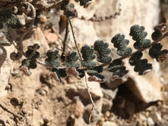 Astrolepis windhamii