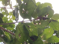 Coptodisca condaliae