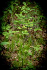 Rhamneae