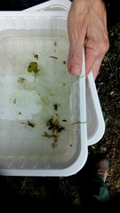 Nepomorpha