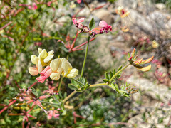 Acmispon grandiflorus