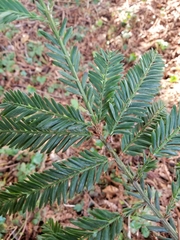 Sequoia