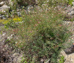 Acmispon grandiflorus