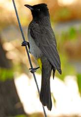 Pycnonotus barbatus tricolor