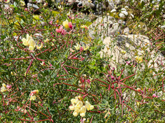 Acmispon grandiflorus