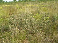 Metalasia plicata