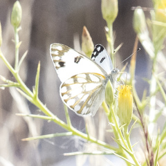 Pontia glauconome