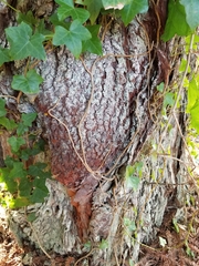 Sequoia