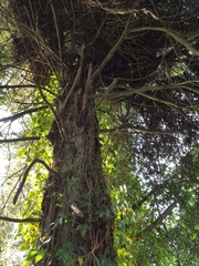 Sequoia