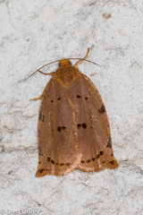 Archips rileyana