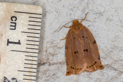 Archips rileyana