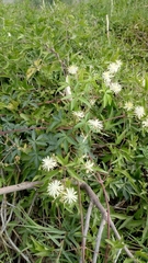 Clematis montevidensis