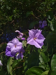 Solanum wendlandii