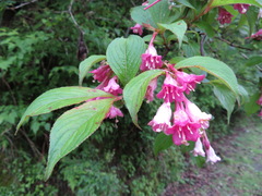 Weigela hortensis