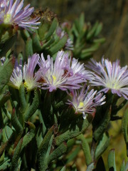 Lampranthus glomeratus