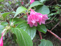 Weigela hortensis