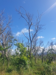 Dysoxylum mollissimum