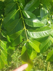 Dysoxylum mollissimum