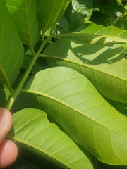 Dysoxylum mollissimum