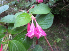Weigela hortensis
