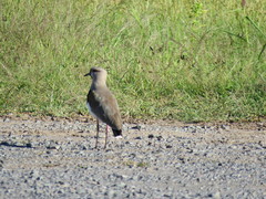 Vanellus chilensis