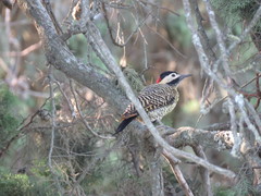 Colaptes melanochloros