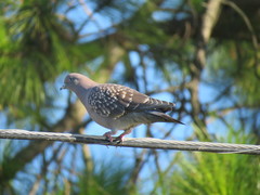 Patagioenas maculosa