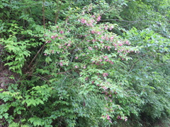 Weigela hortensis