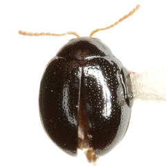 Pseudodibolia opima
