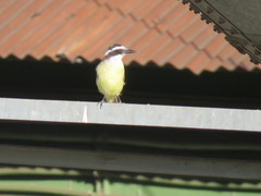 Pitangus sulphuratus