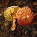 Painted Suillus - Photo (c) Leo Papandreou, some rights reserved (CC BY-NC-SA)