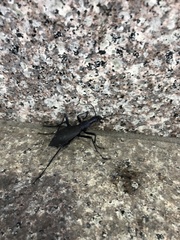 Carabus blaptoides