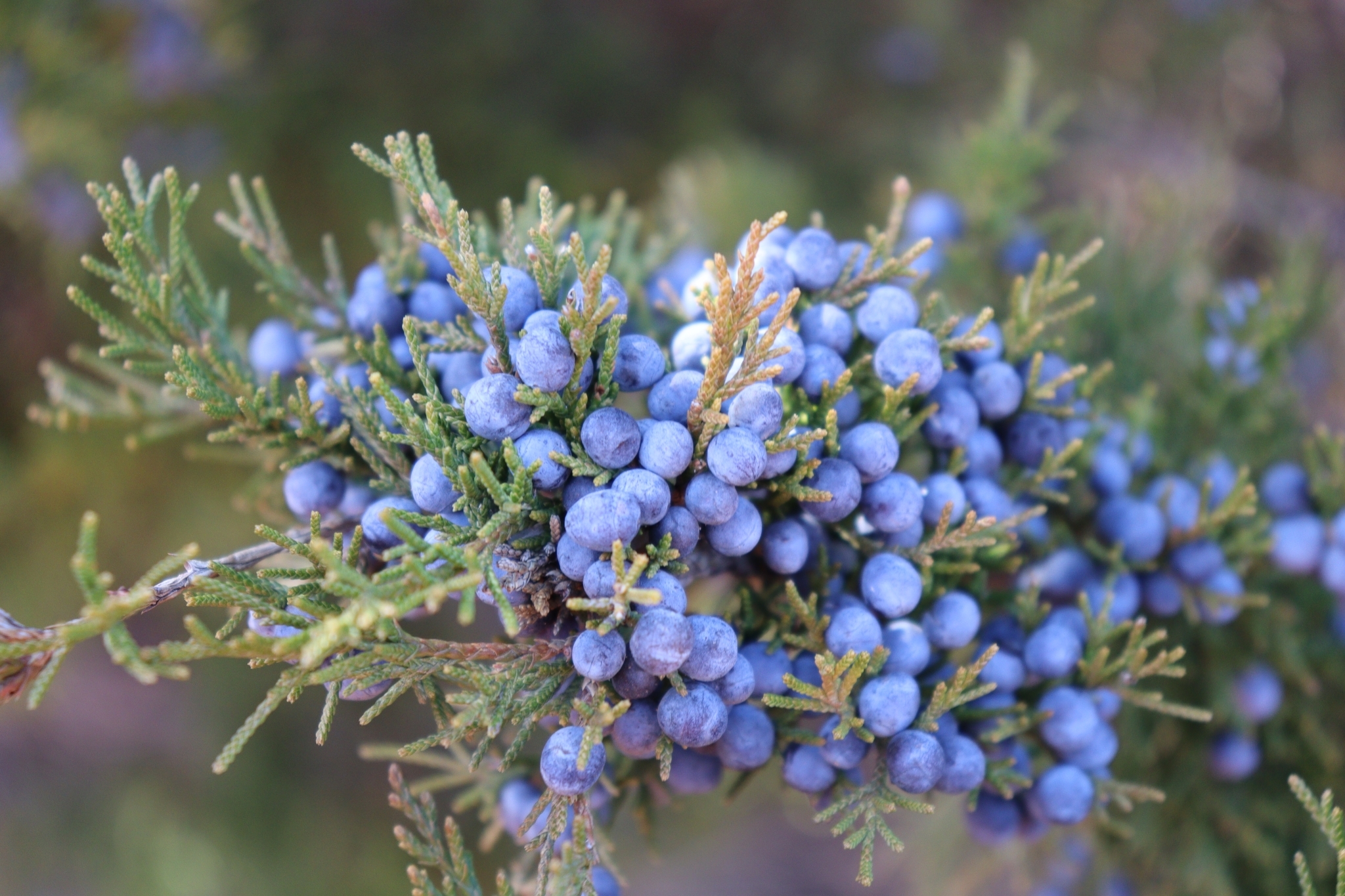 Virginischer Wacholder (Juniperus virginiana): Herkunft und Verwendung — foto 3