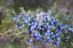 Virginischer Wacholder (Juniperus virginiana): Herkunft und Verwendung — Foto 3