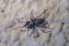 Trachyzelotes pedestris