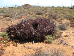 Aloe microstigma framesii