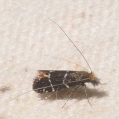 Adela septentrionella