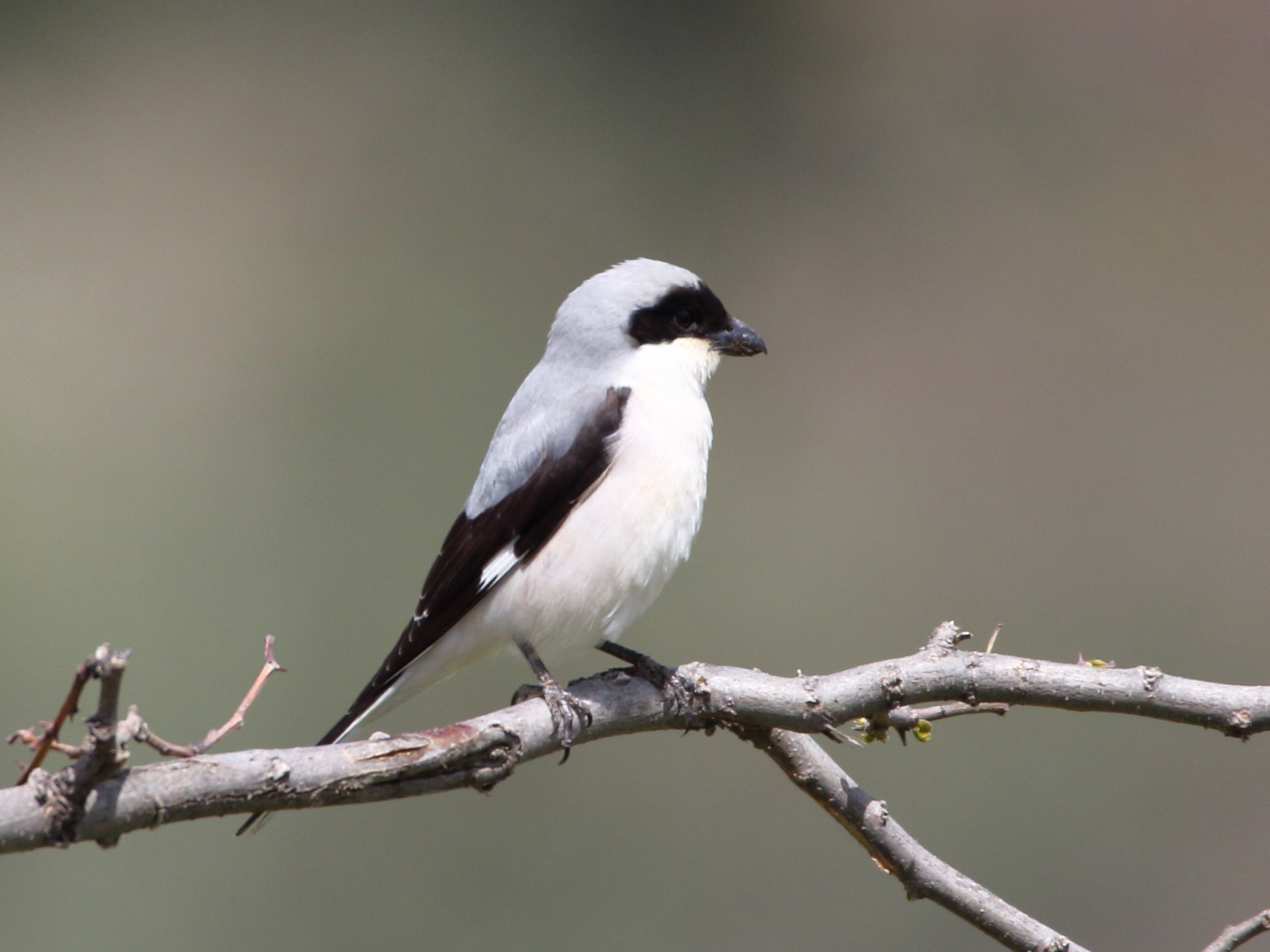 Lesser Grey Shrike (Lanius minor)
