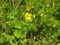 Oxalis corniculata