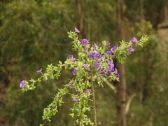Lycianthes lycioides